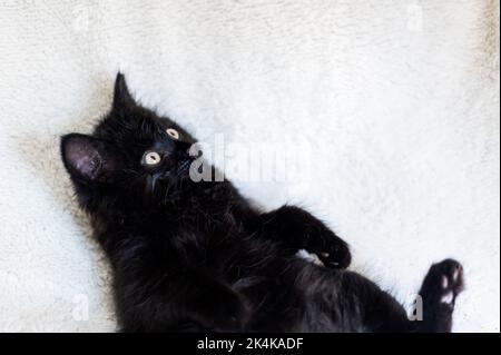 Cute black kitten on white background Stock Photo
