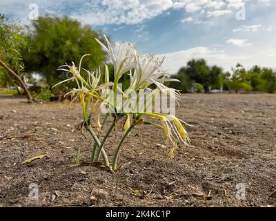 Sand lily or Sea daffodil closeup view. Pancratium maritimum, wild plant blooming, white flower, sandy beach background. Stock Photo
