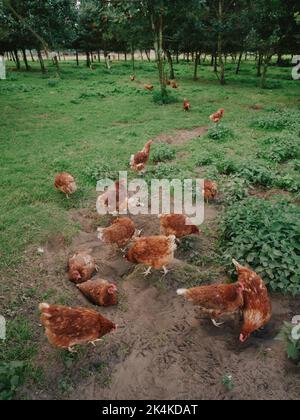 Free Range Hens / chickens enjoying a dust bath in a large open enclosure. Stock Photo