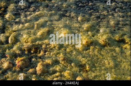 Dense layer of green algae on a pond Stock Photo