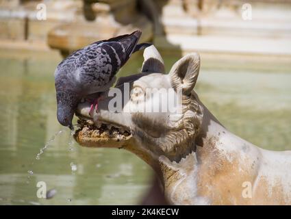 Thirsty pigeon drinking water from fountain in the shape of a dog, teeth of dog with lime scale, Sienna, Italy Stock Photo