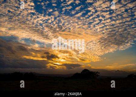 Rural UK landscape looking up to a mackerel skyscape with dramatic altocumulus clouds at sunset. Stock Photo