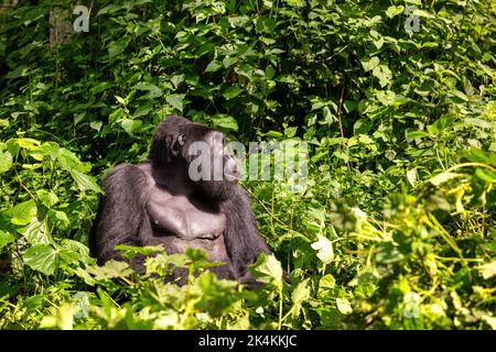 Adult female gorilla, gorilla beringei beringei, sitting in the lush shrubs of the Bwindi Inpenetrable Forest, a World Heritage site. Stock Photo