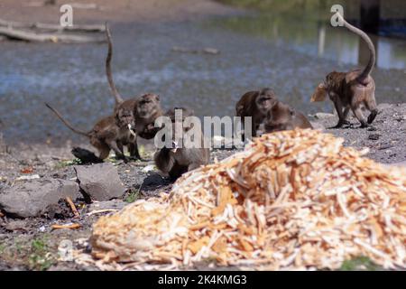 Group of macaque monkeys eat crust of bread from large pile on the ground. Selective focus, blurred background. Front view. Horizontal image. Stock Photo