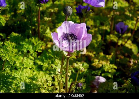 Single Lilic/Mauve Anemone Coronaria from 'De Caen Group Mix' (Poppy) Flower grown in Border at RHS Garden Harlow Carr, Harrogate, Yorkshire, England. Stock Photo