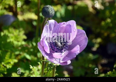 Single Lilic/Mauve Anemone Coronaria from 'De Caen Group Mix' (Poppy) Flower grown in Border at RHS Garden Harlow Carr, Harrogate, Yorkshire, England. Stock Photo