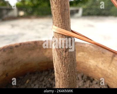 Mango plants stem on grafting, successful v grafting on mango stem grafting on small plants Stock Photo