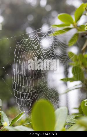 A spider web on a rhododendron bush. Stock Photo