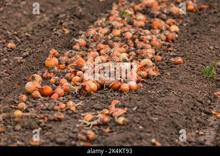 Onions in an onion field are lined up to be collected, Europe Stock Photo