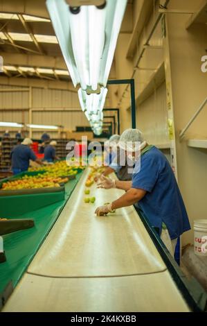 a man in an industrial warehouse, storing tomatoes in cardboard boxes, after going through the quality process Stock Photo