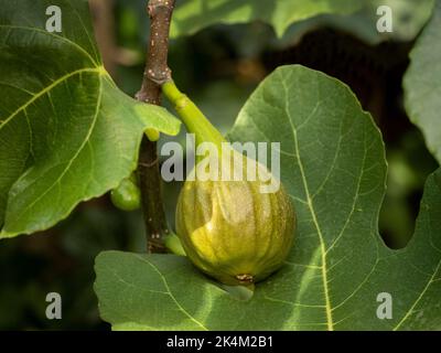 Close-up of a ripening fig fruit still attached to the tree growing in a UK garden. Stock Photo