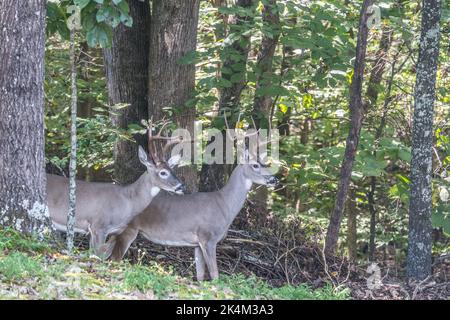 Partial profile view of two mature bucks standing together very alert and ready to run in the forest in early autumn Stock Photo