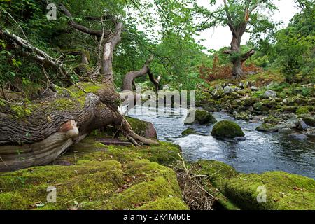 The River Ogwen runs through northern Snowdonia into the Menai Strait. Here it is seen in a wooded valley near Tregarth. Stock Photo