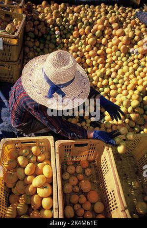 South Korea. Cheju-do. Agriculture. High viewpoint of woman sorting freshly picked tangerines. Stock Photo