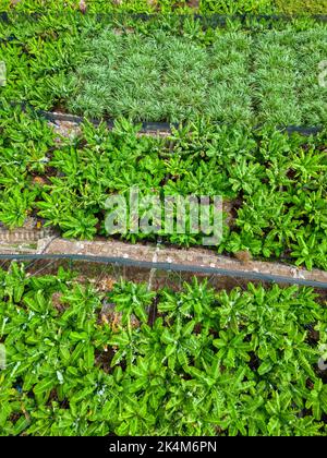 Aerial View of the Bananas on Plantation. Madeira, Portugal. Stock Photo