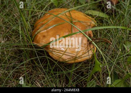 Greville's bolete or larch bolete (Suillus grevillei) growing in the grass. Stock Photo