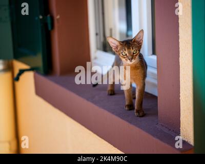 Curious Abyssinian Cat Kitten exploring outside on the window sill Stock Photo