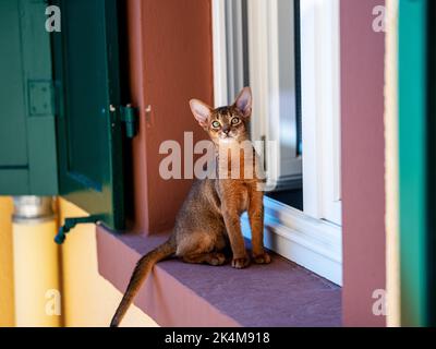 Curious Abyssinian Cat Kitten exploring outside on the window sill Stock Photo