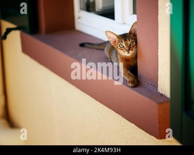 Curious Abyssinian Cat Kitten exploring outside on the window sill Stock Photo