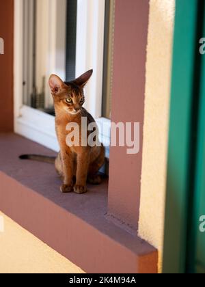 Curious Abyssinian Cat Kitten exploring outside on the window sill Stock Photo