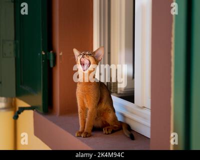 Curious Abyssinian Cat Kitten exploring outside on the window sill Stock Photo