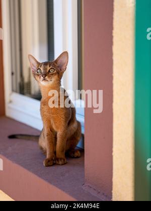 Curious Abyssinian Cat Kitten exploring outside on the window sill Stock Photo