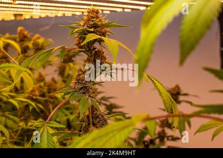 Premium Indoor Cannabis plants grown under LED grow lights Stock Photo