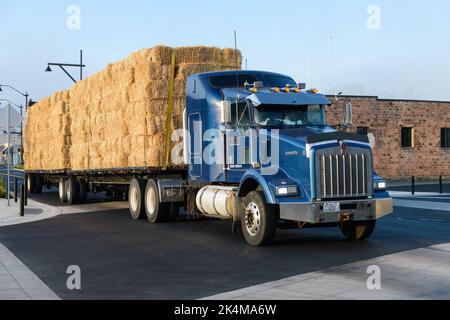 Carnation, WA, USA - October 02, 2022; Local transportation company Valley Hay passing through downtown Carnation with a two trailer load of product Stock Photo