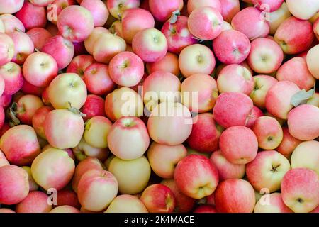 Large mass of Washington Ambrosia apples freshly picked in preparation for distribution to retailers Stock Photo