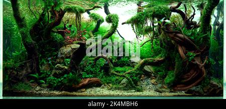 Aquascaped freshwater aquarium with neon fish, live plants, Frodo stones and Redmoor roots. Jungle style aquascape. Microsorum Trident, various rotalas, anubias, moss. Stock Photo