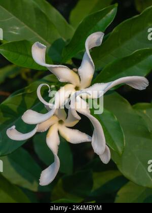 Closeup view of tabernaemontana africana aka Samoan gardenia creamy white fragrant flowers outdoors in tropical garden isolated on natural background Stock Photo