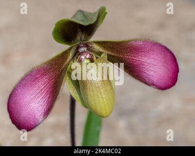 Closeup view of purple and yellow green lady slipper orchid flower paphiopedilum hirsutissimum var esquirolei species isolated on light background Stock Photo