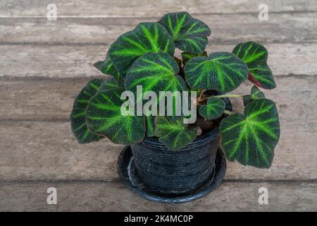 Closeup view of rhizomatous begonia soli-mutata aka begonia glaziovii with dark and lime green textured foliage in pot isolated on wooden background Stock Photo