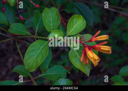 Closeup view of bright and colorful orange tubular flowers and red berries of tropical shrub hamelia patens aka firebush or hummingbird bush outdoors Stock Photo