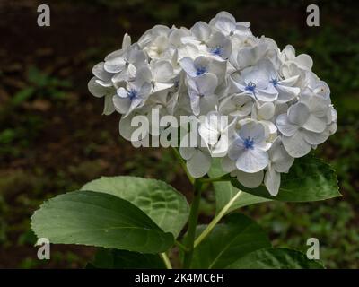 Closeup view of bright white and light blue cluster of hydrangea macrophylla flowers isolated in sunlight on dark natural background in outdoor garden Stock Photo