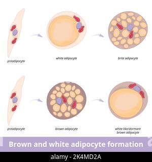Brown and white adipocyte formation. Process of different types of fat cell development including brite and dormant or white-like fat cells. Stock Vector