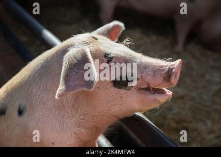A young Gloucester Old Spot Pig with a laughing face Stock Photo
