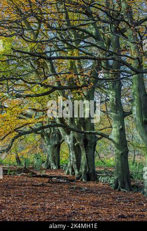 Common beech trees (fagus sylvatica) in autumn Stock Photo