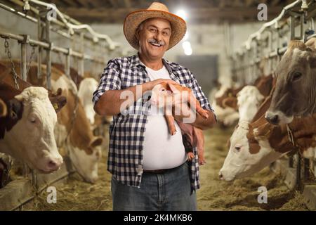 Mature farmer holding a small pig on a livestock farm with cows in the back Stock Photo