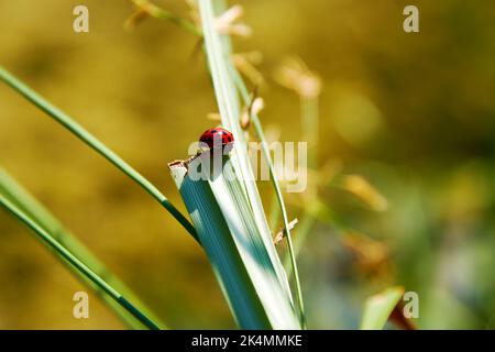 Macro view of bright red ladybug on the long sharp green leaf. Animals and insects backgrounds Stock Photo