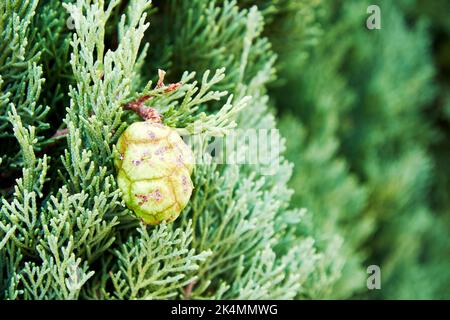Thuja tree green branches background with seed and flower. Abstract nature backgrounds Stock Photo
