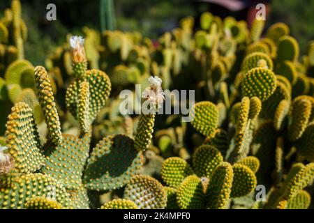 The cactus grows in hot and arid climates. The cactus grows in nature. Large needles of cacti are visible. Green cacti with long needles. Stock Photo