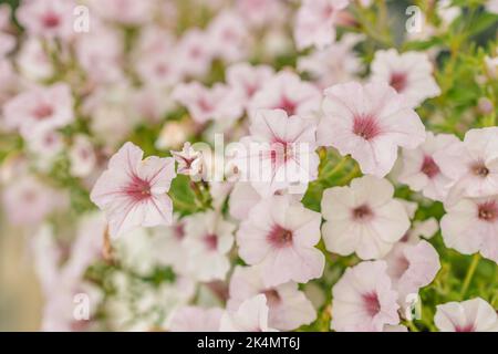 Beautiful style window decorated with light summer flowers in Poland Stock Photo