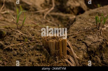 Soil, also commonly referred to as earth or dirt, is a mixture of ...