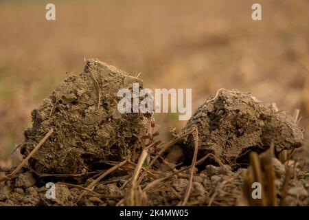 Soil, also commonly referred to as earth or dirt, is a mixture of ...
