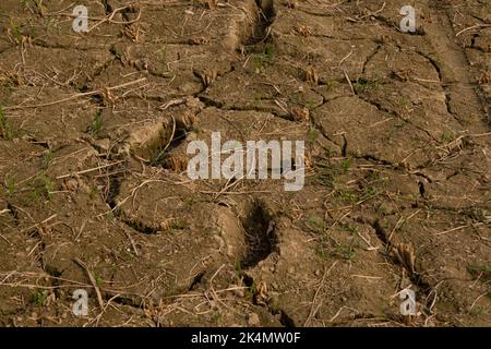 Soil, also commonly referred to as earth or dirt, is a mixture of ...