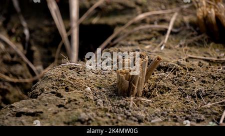 Soil, also commonly referred to as earth or dirt, is a mixture of ...