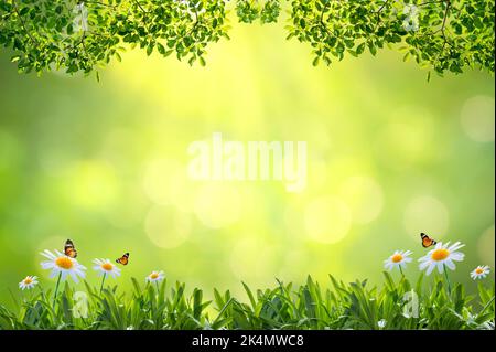 Green grass in the golden sun in the morning and there is free space on the top. Stock Photo