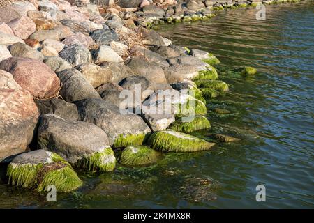 Green seaweed growing on beach rocks Stock Photo
