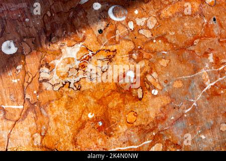Closeup detail of the red fossiliferous limestone Stock Photo